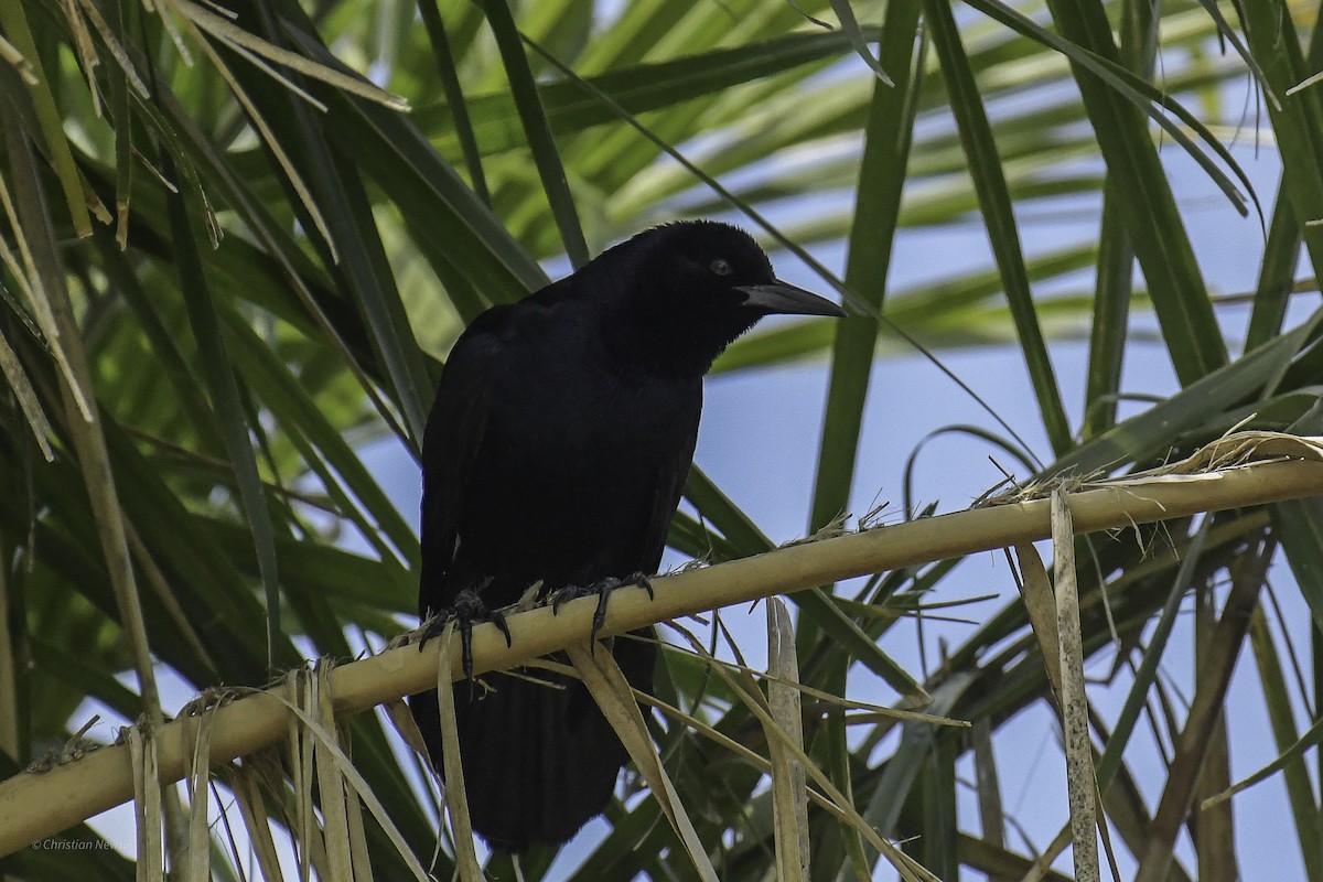 Boat-tailed Grackle - ML638969232