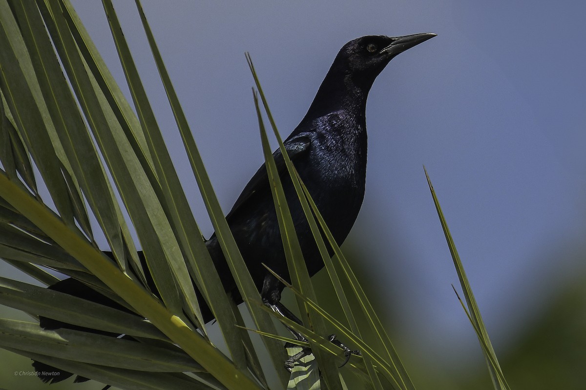 Boat-tailed Grackle - ML638969233