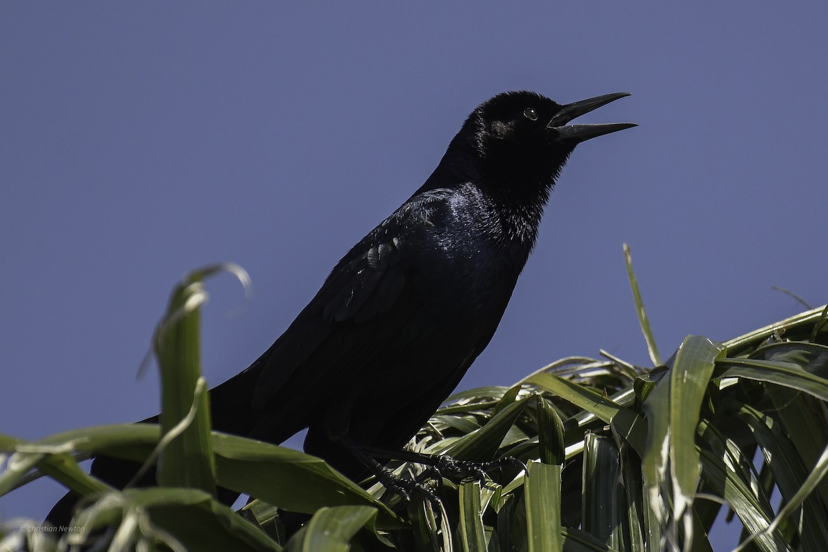 Boat-tailed Grackle - ML638969234