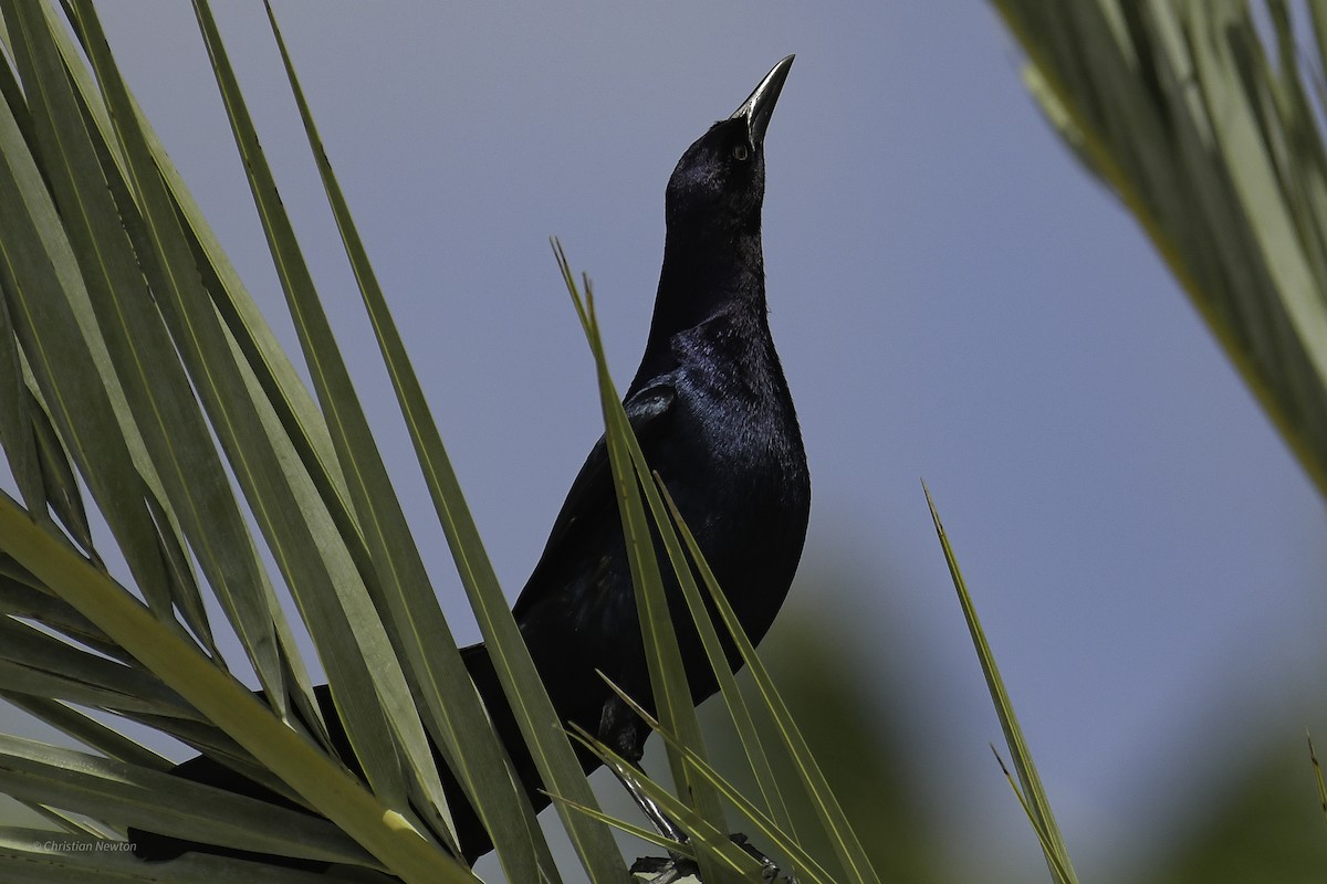 Boat-tailed Grackle - ML638969235