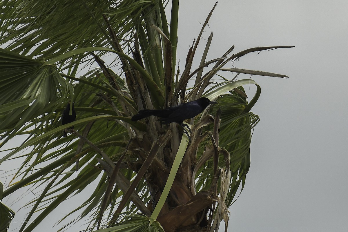 Boat-tailed Grackle - ML638969236