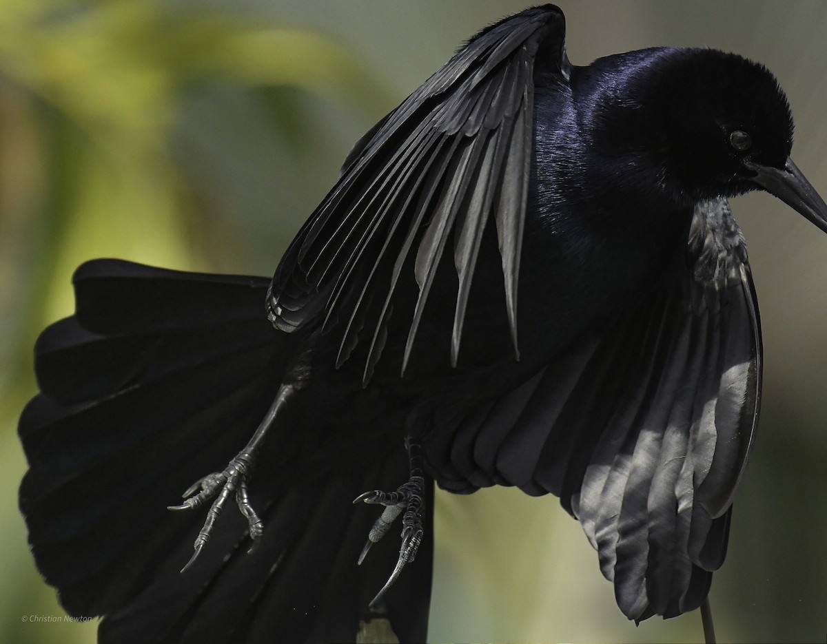 Boat-tailed Grackle - ML638969237