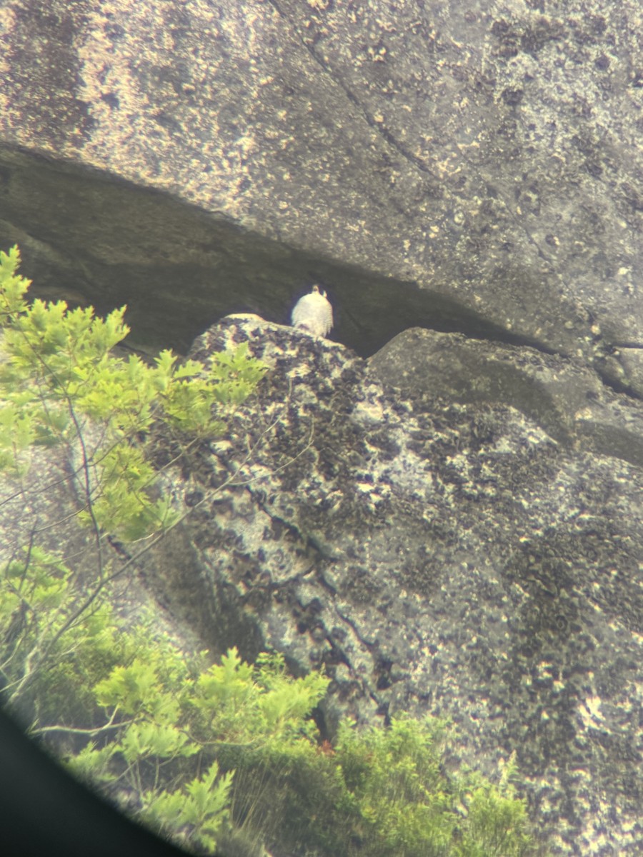 Peregrine Falcon - ML638969240