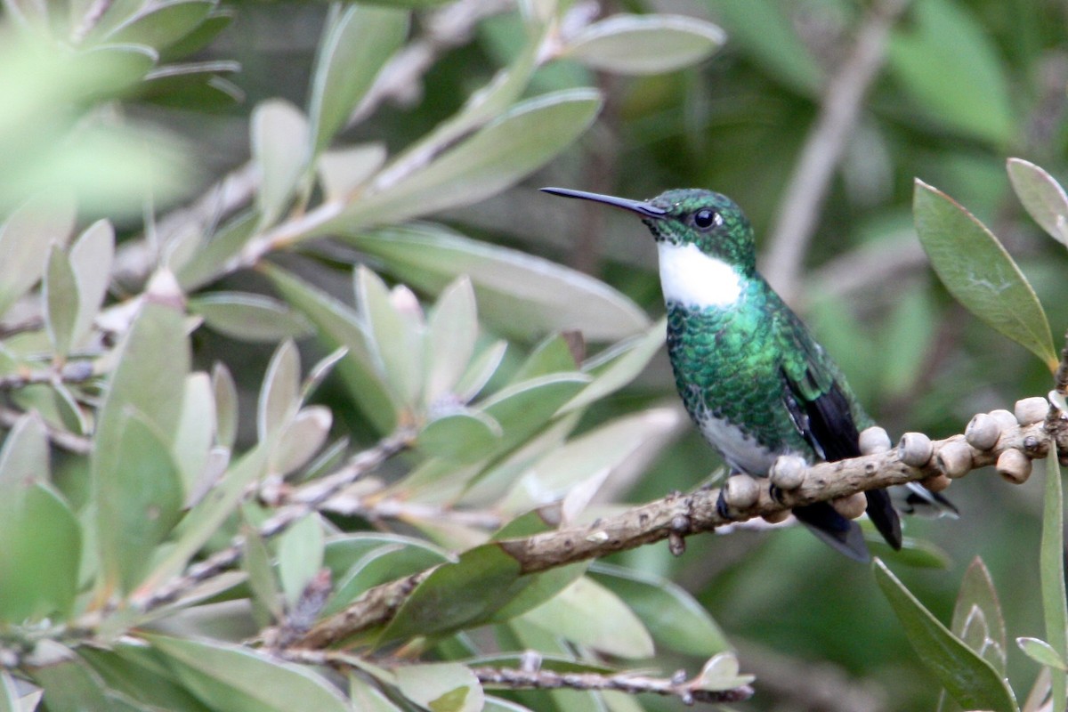 Colibri à gorge blanche - ML638969245