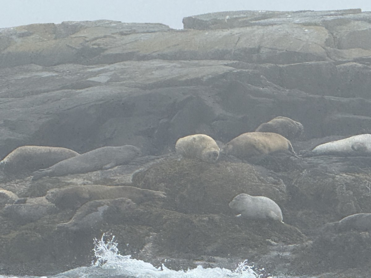Harbor Seal - ML638969282