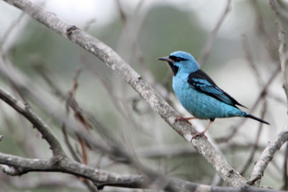 Dacnis bleu - ML638969289