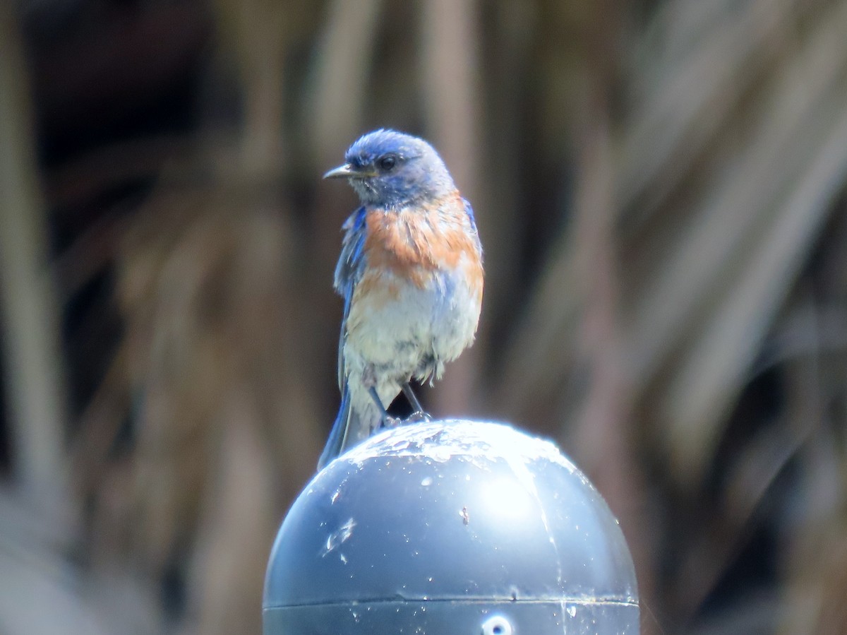 Western Bluebird - ML638969337