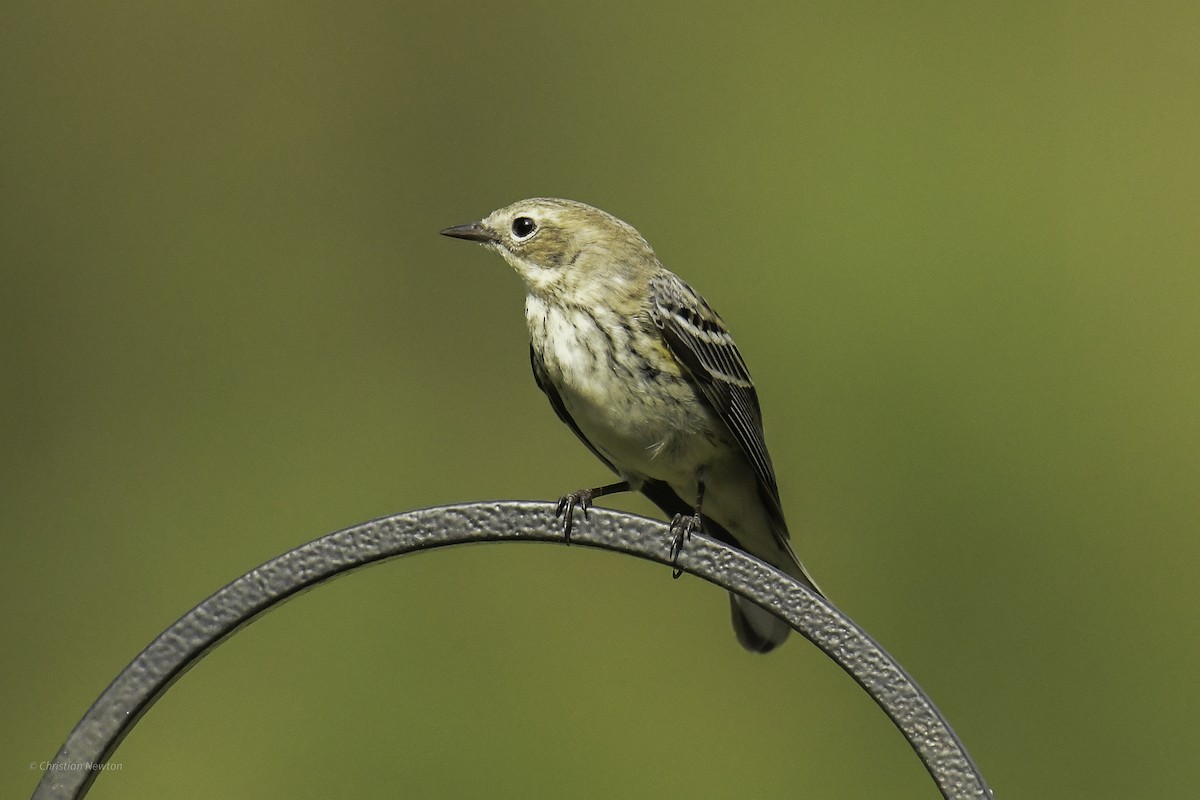 Yellow-rumped Warbler (Myrtle) - ML638969371