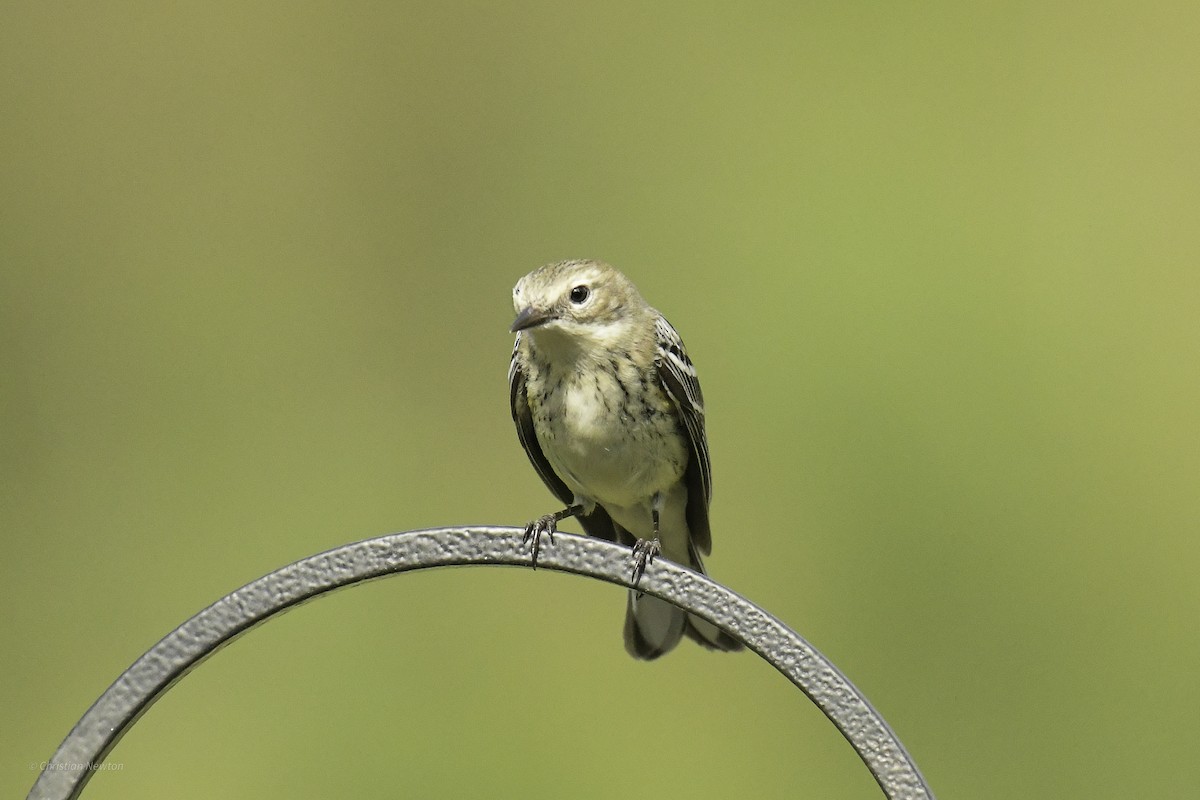 Yellow-rumped Warbler (Myrtle) - ML638969372