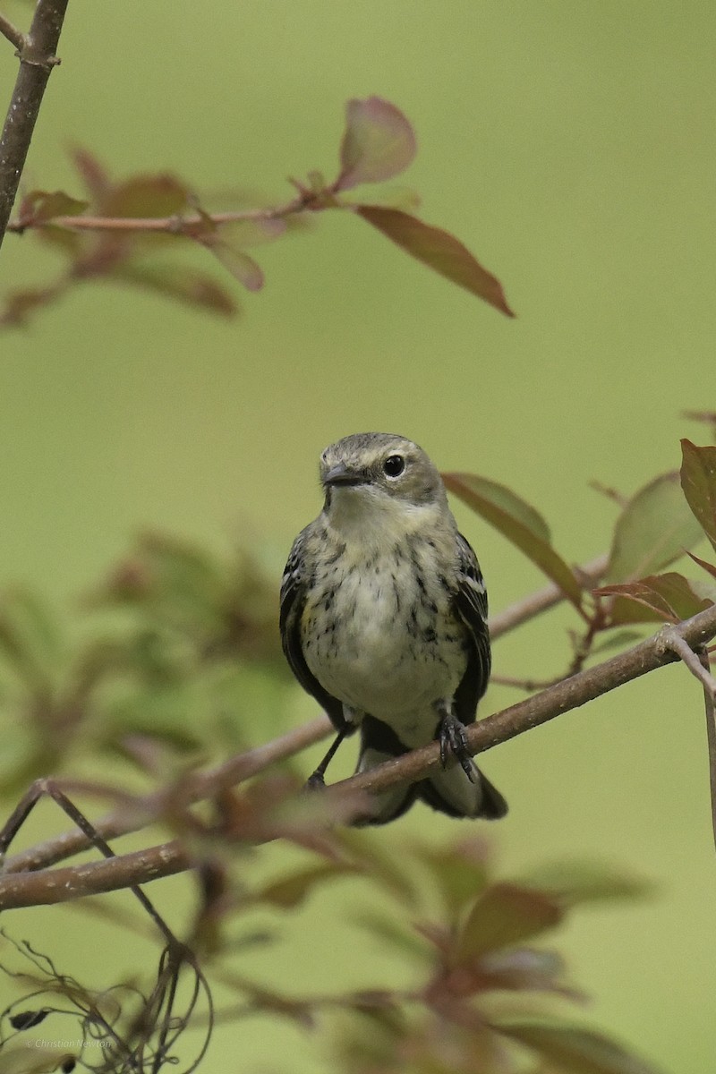 Yellow-rumped Warbler (Myrtle) - ML638969382