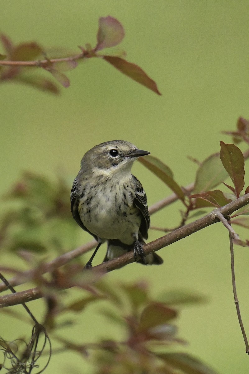 Yellow-rumped Warbler (Myrtle) - ML638969383