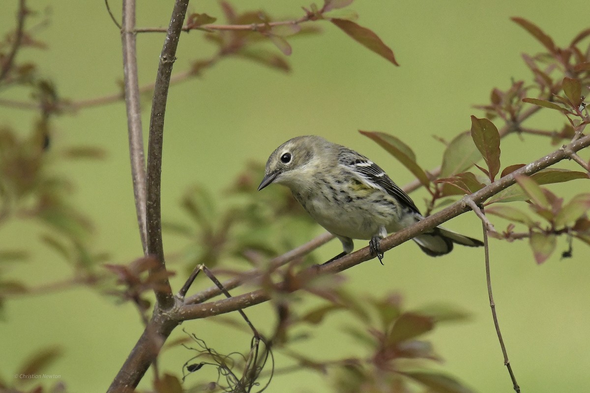 Yellow-rumped Warbler (Myrtle) - ML638969384