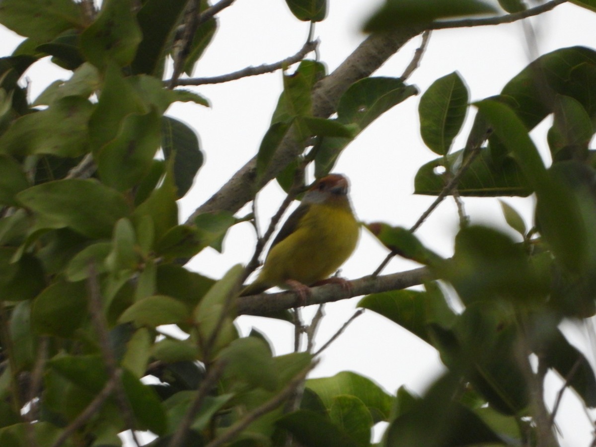 Rufous-browed Peppershrike - ML638969449