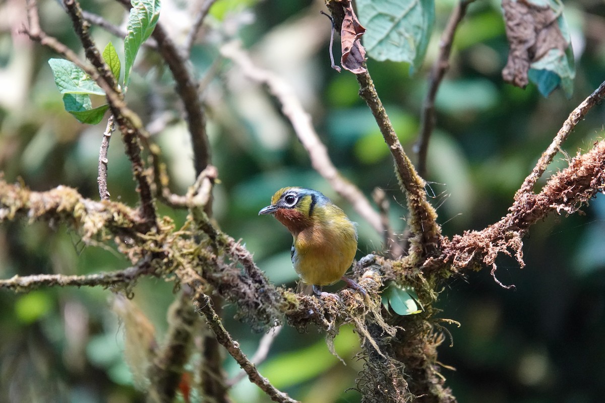 Black-eared Shrike-Babbler - ML638969452