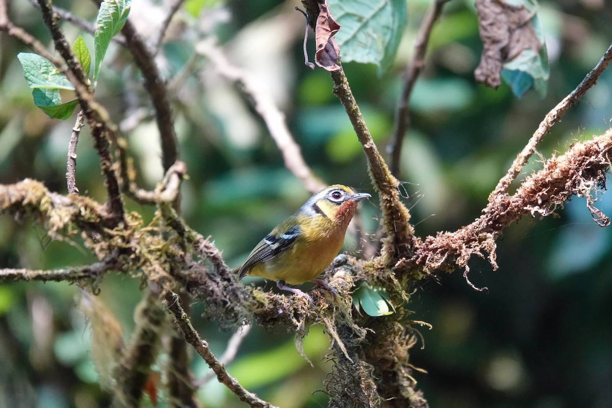 Black-eared Shrike-Babbler - ML638969456