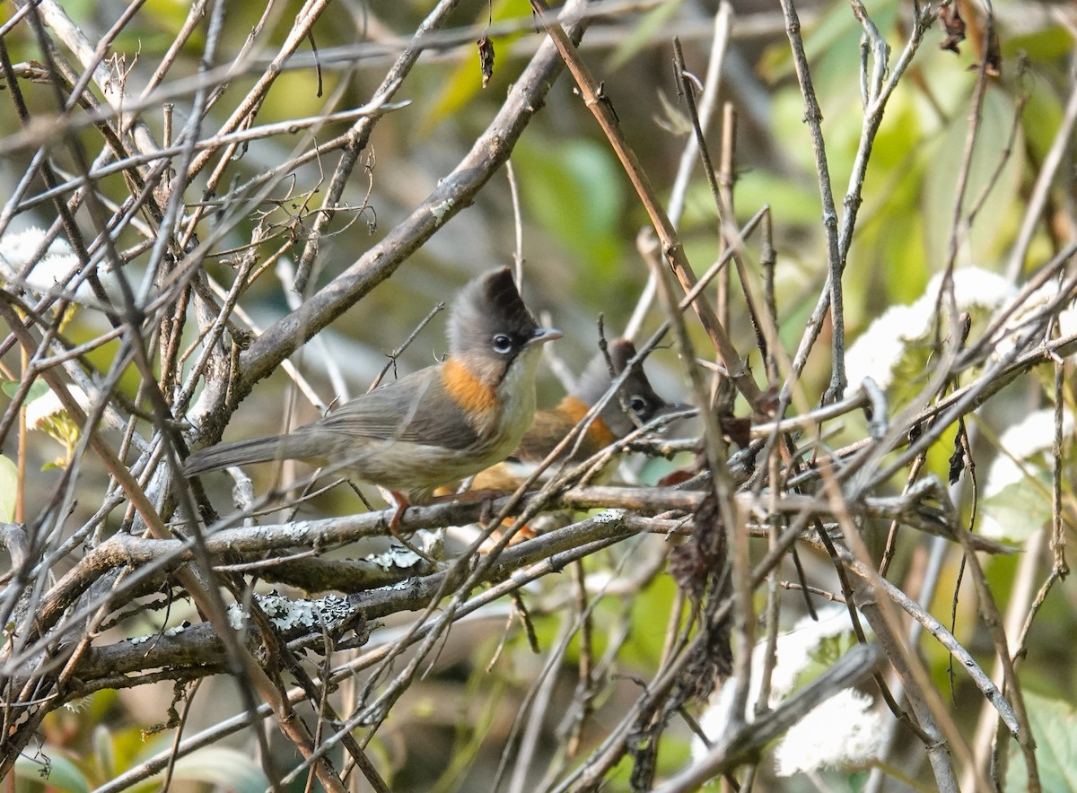 Whiskered Yuhina - ML638969462