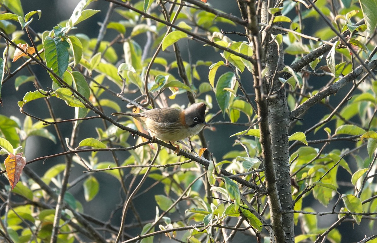 Whiskered Yuhina - ML638969466