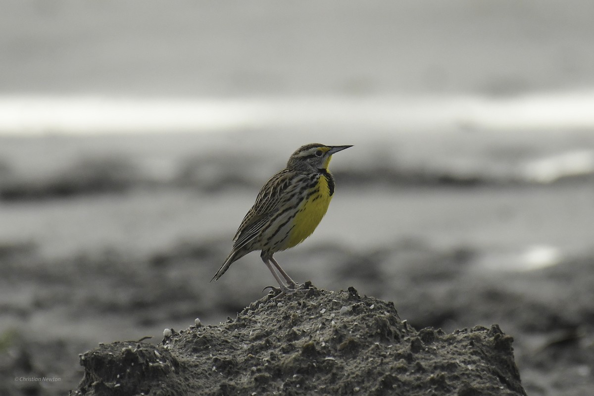 Eastern Meadowlark (Eastern) - ML638969471