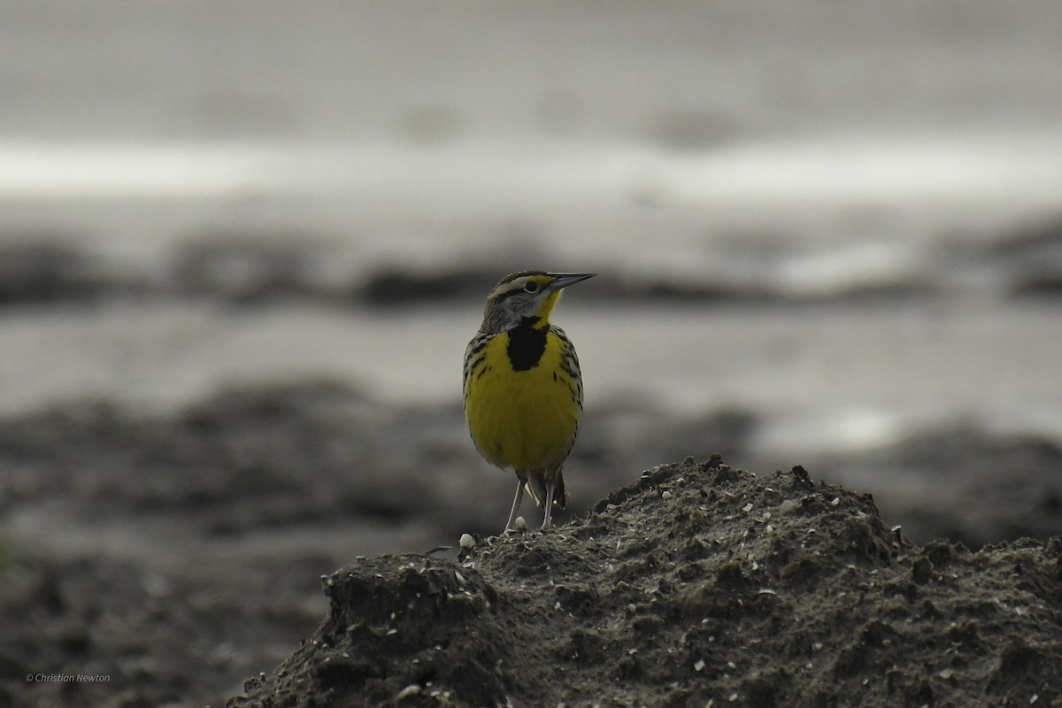 Eastern Meadowlark (Eastern) - ML638969474