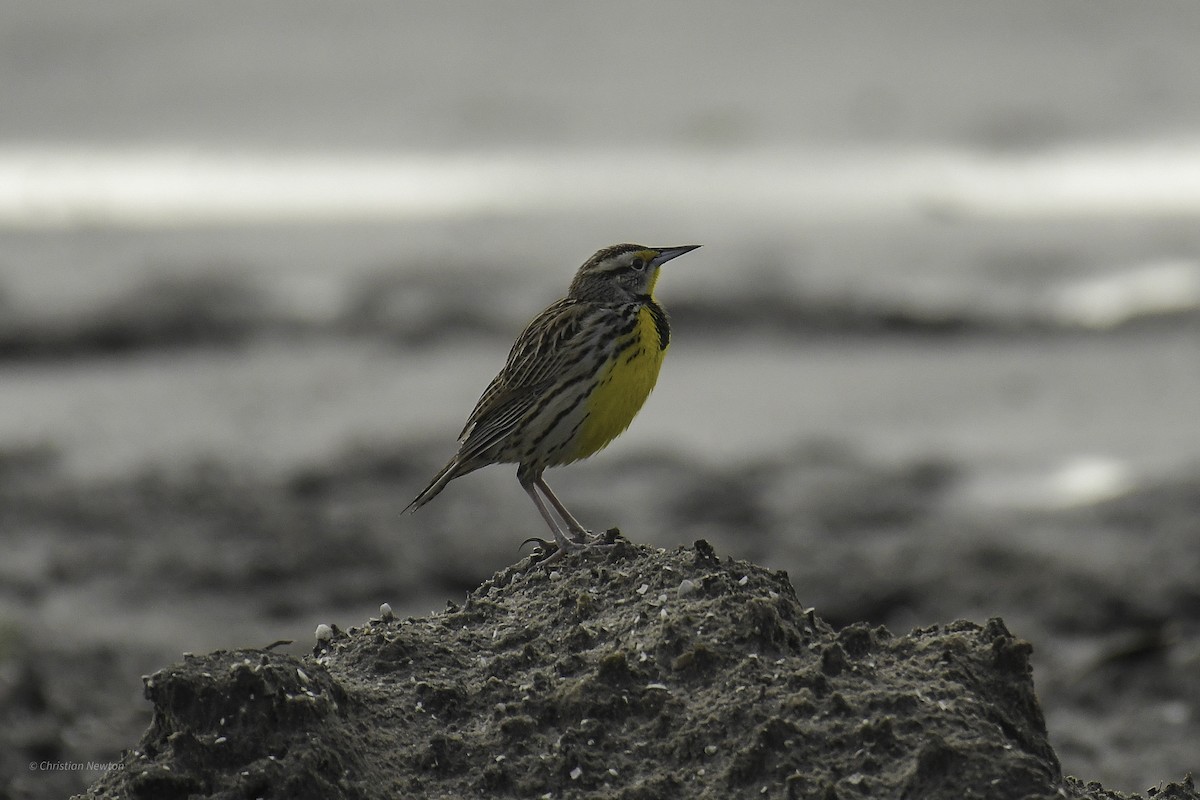 Eastern Meadowlark (Eastern) - ML638969475