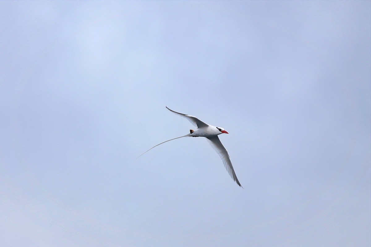 Red-billed Tropicbird - ML638969512