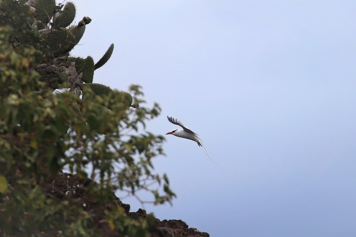 Red-billed Tropicbird - ML638969513