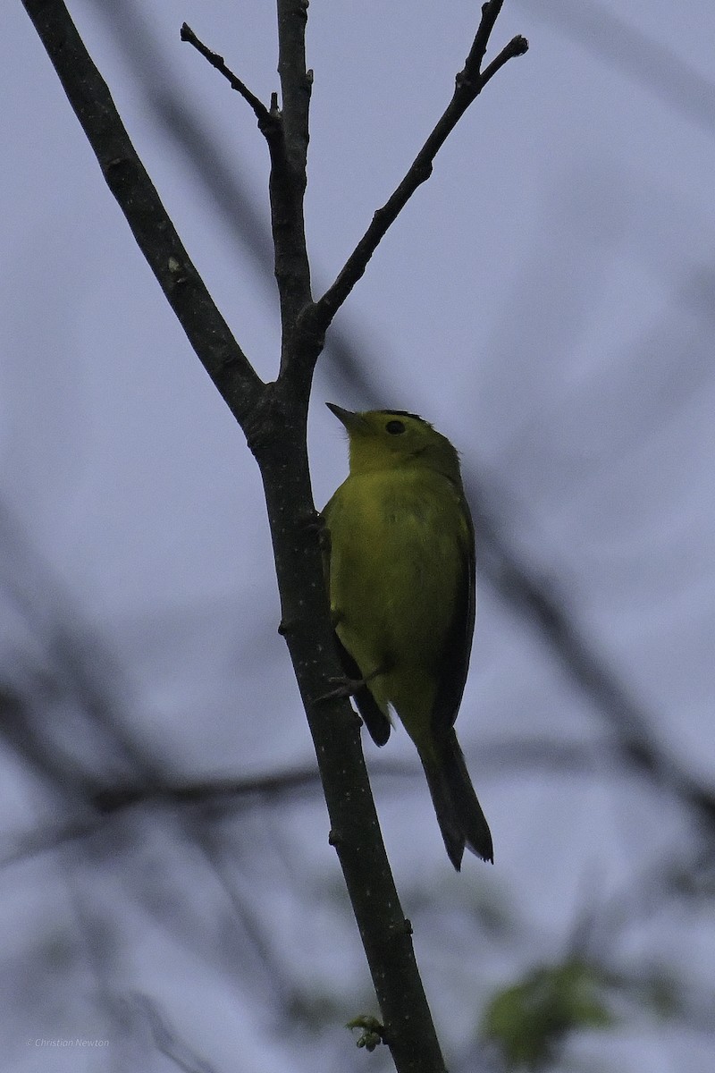Wilson's Warbler - ML638969514