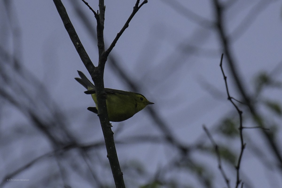 Wilson's Warbler - ML638969515