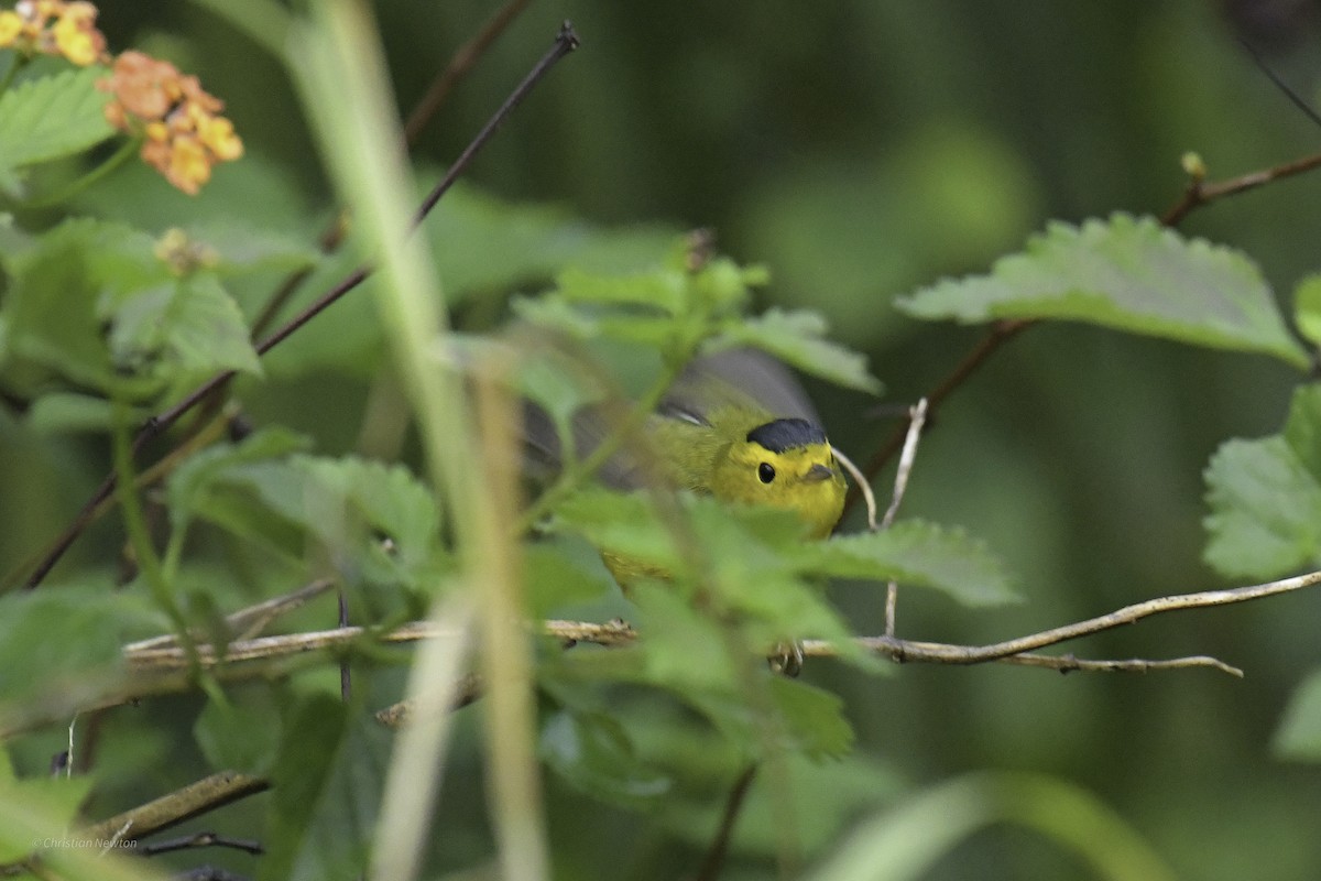 Wilson's Warbler - ML638969516