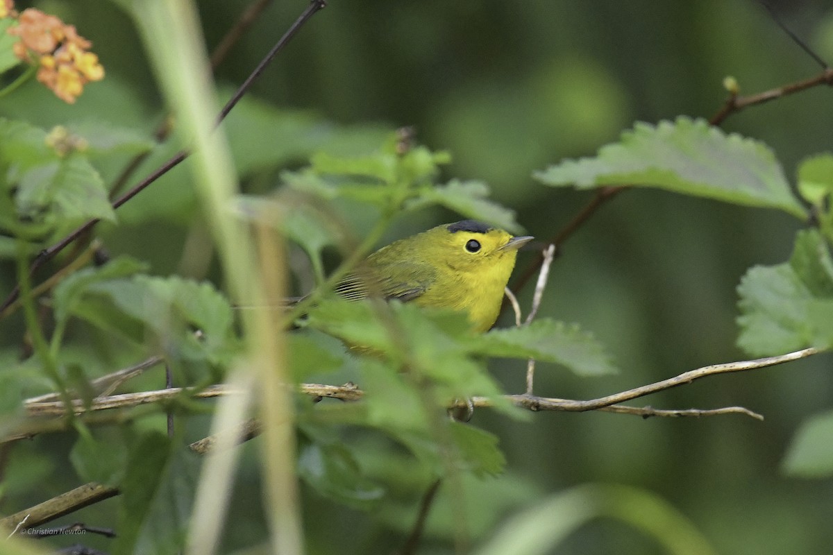 Wilson's Warbler - ML638969517