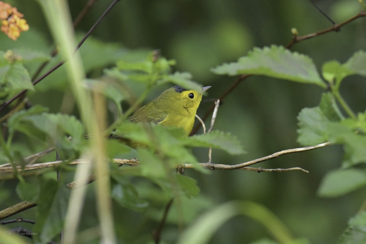 Wilson's Warbler - ML638969518