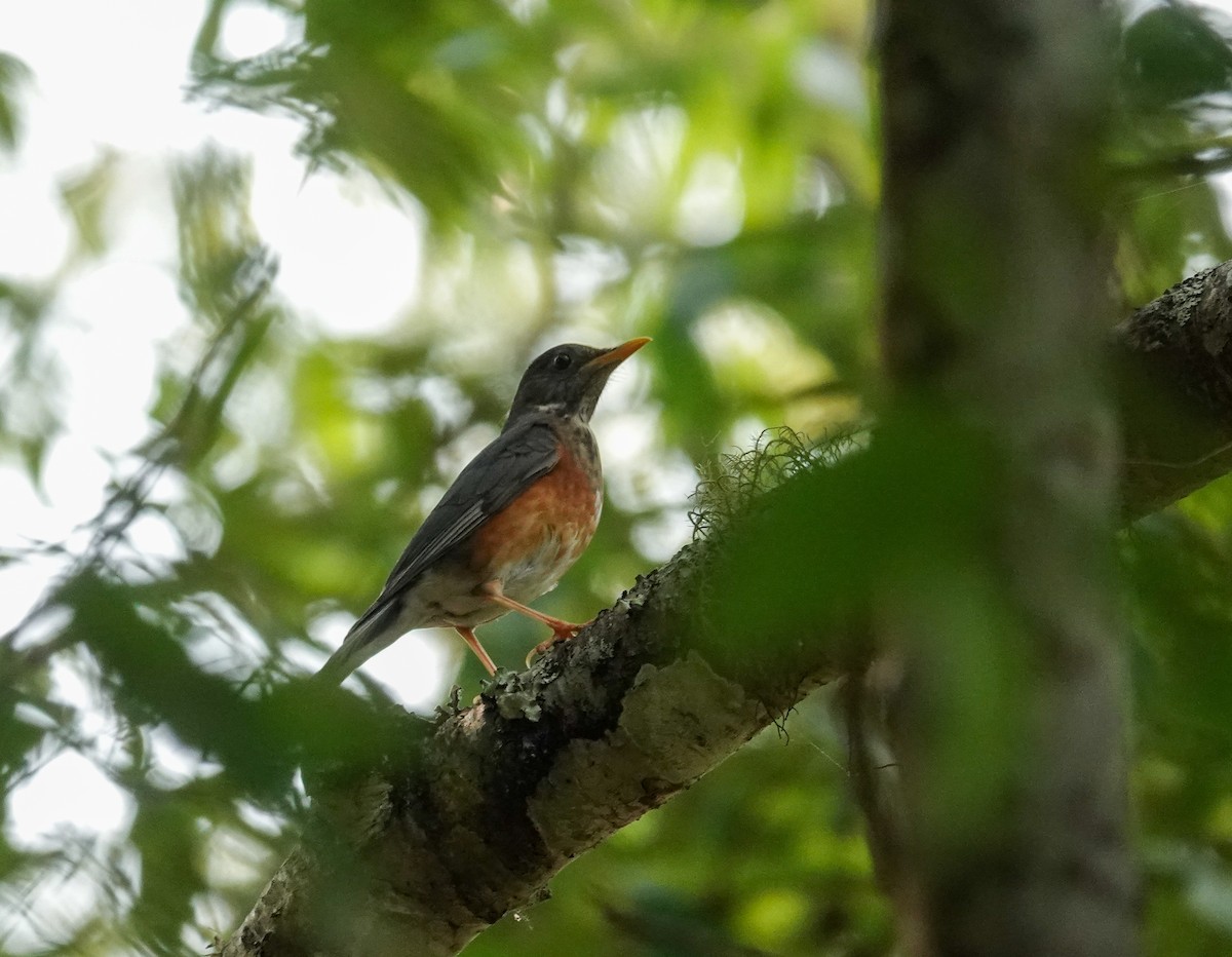 Eyebrowed Thrush - ML638969519