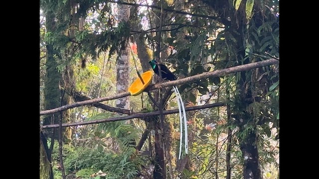 Ribbon-tailed Astrapia - ML638969536