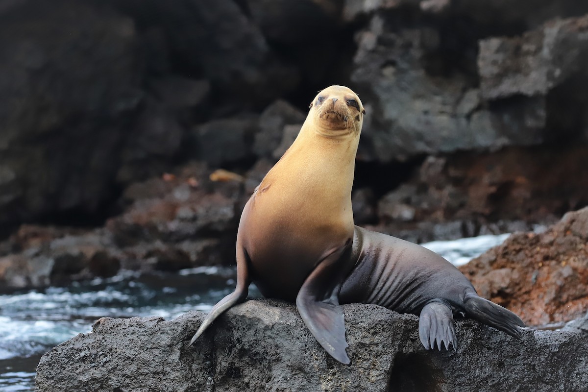 Galápagos Sea Lion - ML638969537