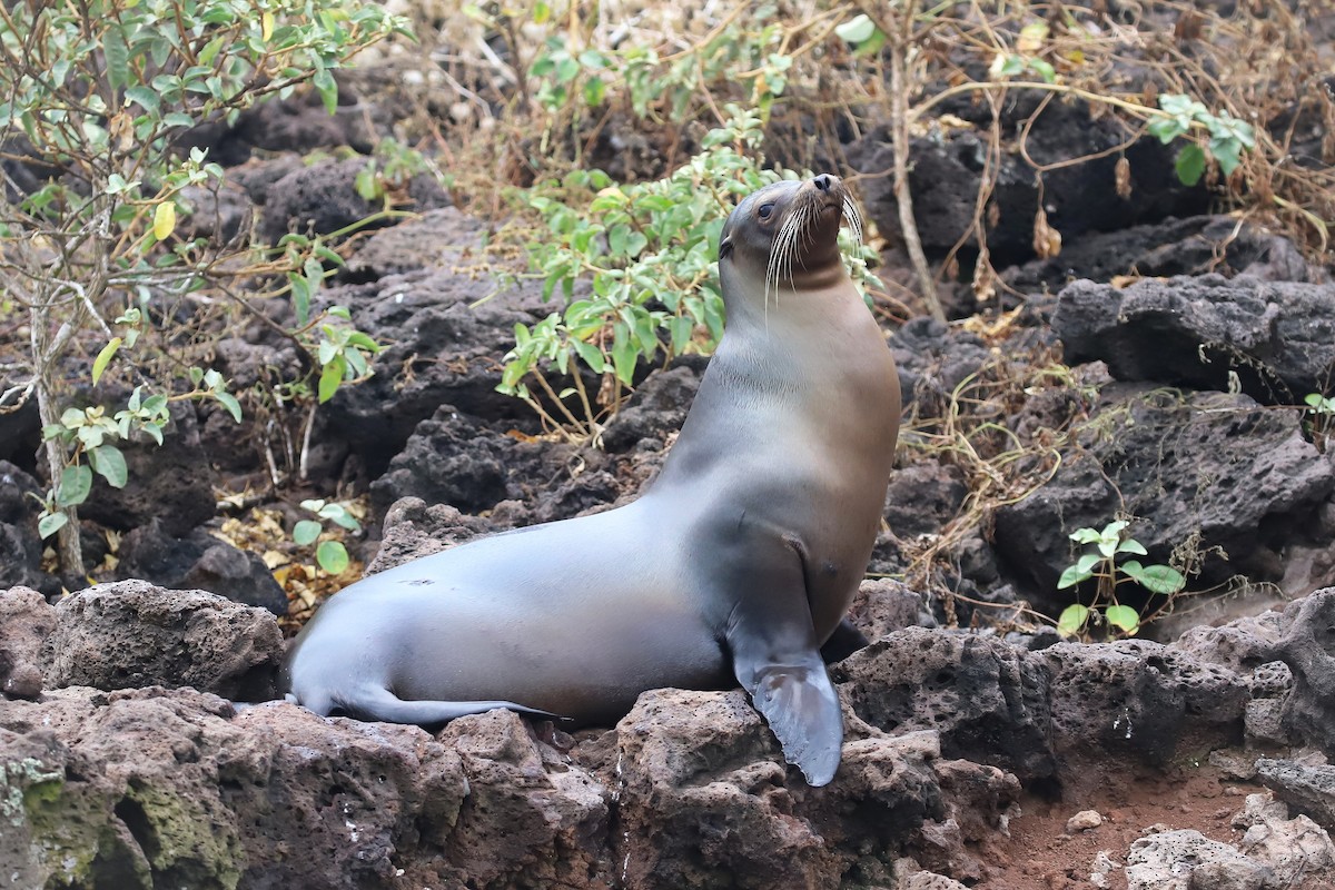 Galápagos Sea Lion - ML638969538