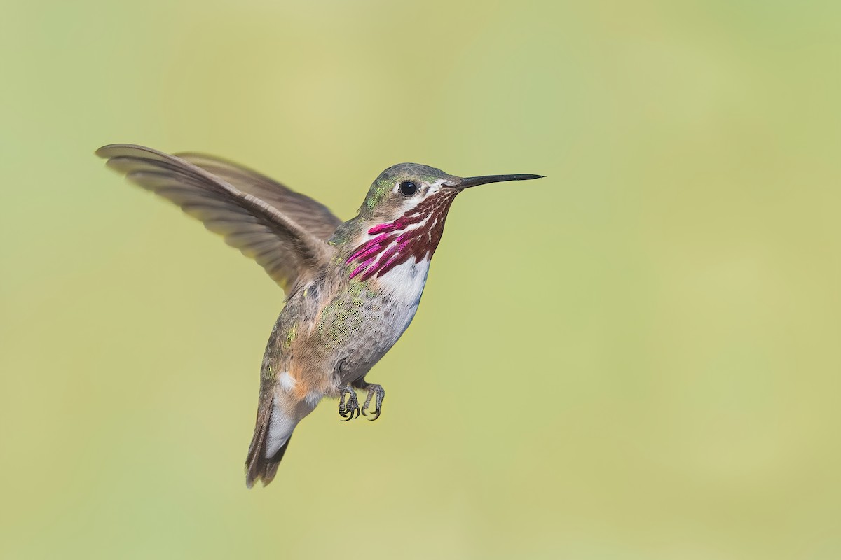 Calliope Hummingbird - ML638969539