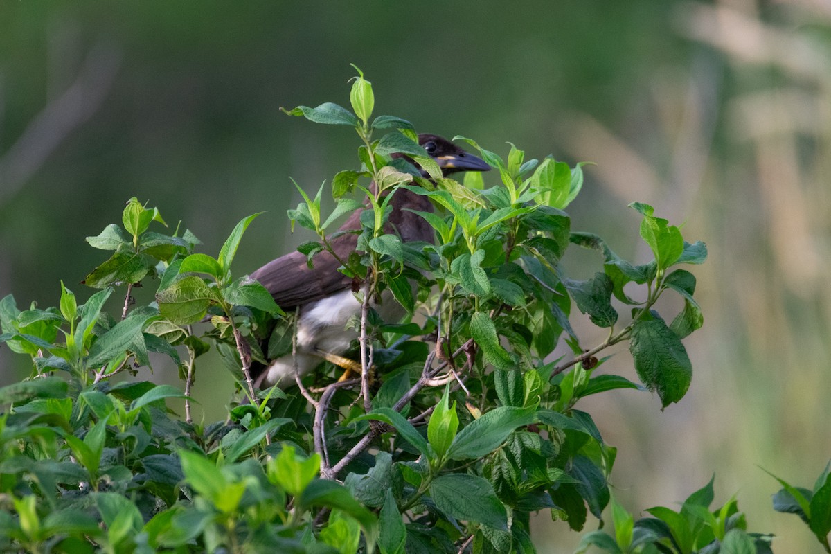 Brown Jay - ML638969551
