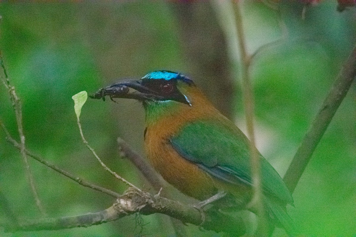 Lesson's Motmot - ML638969595