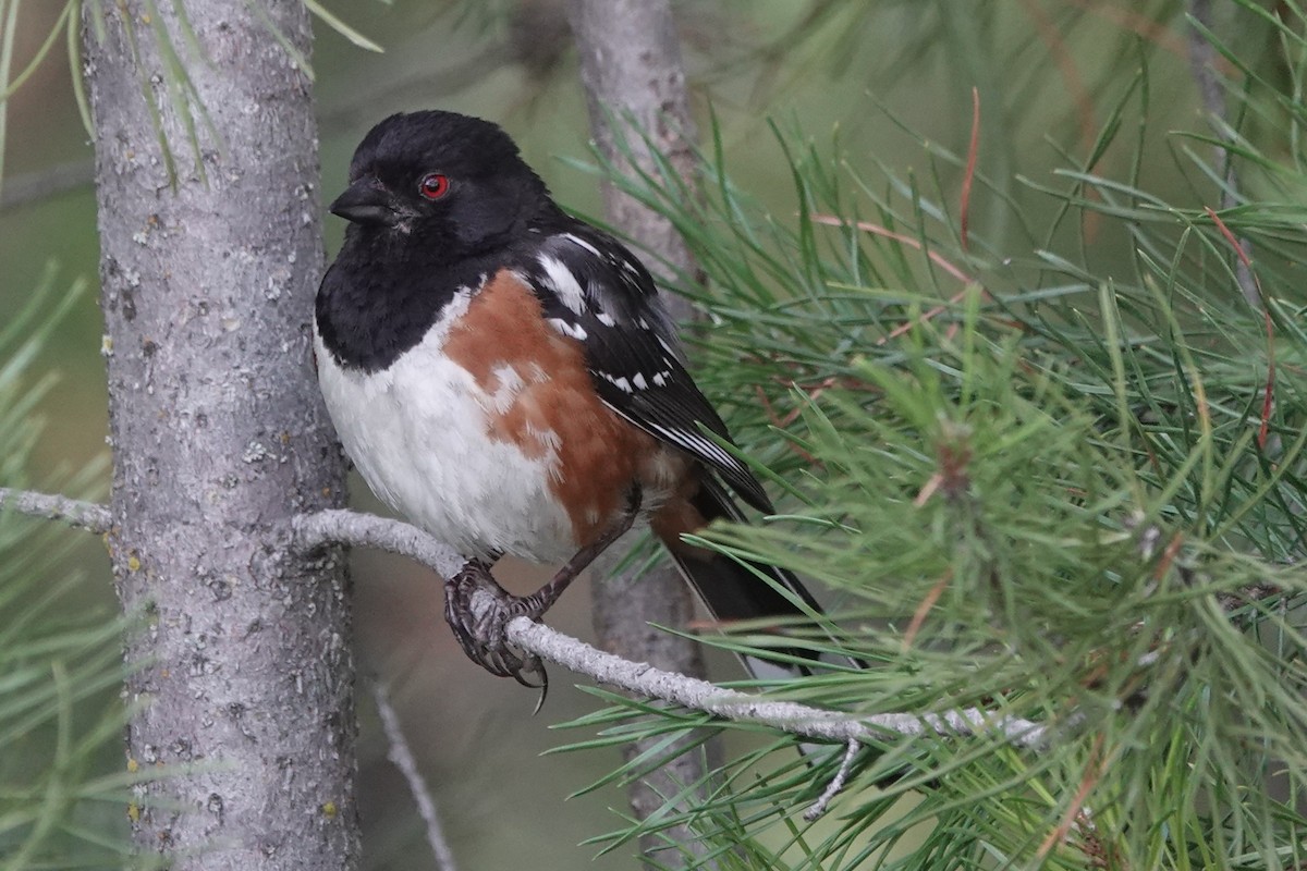 Spotted Towhee - ML638969598