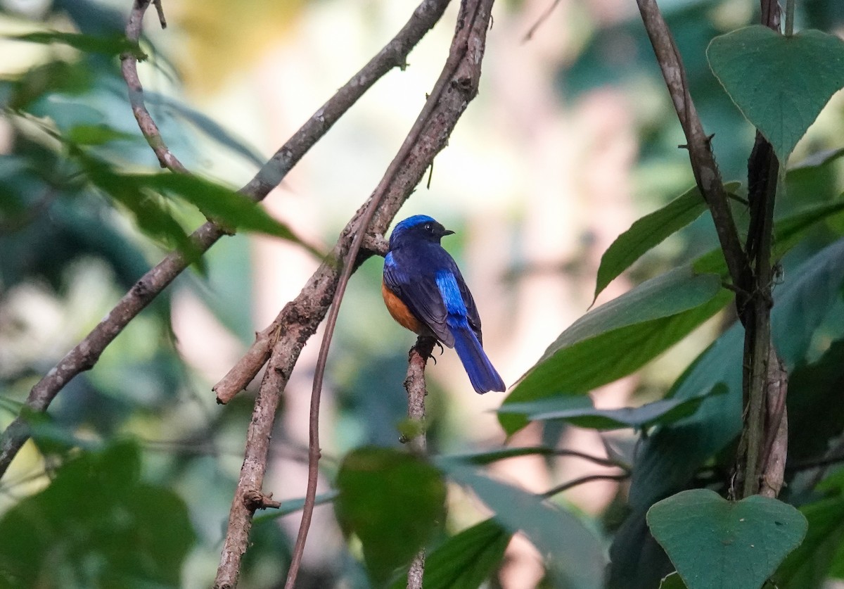 Rufous-bellied Niltava - ML638969600