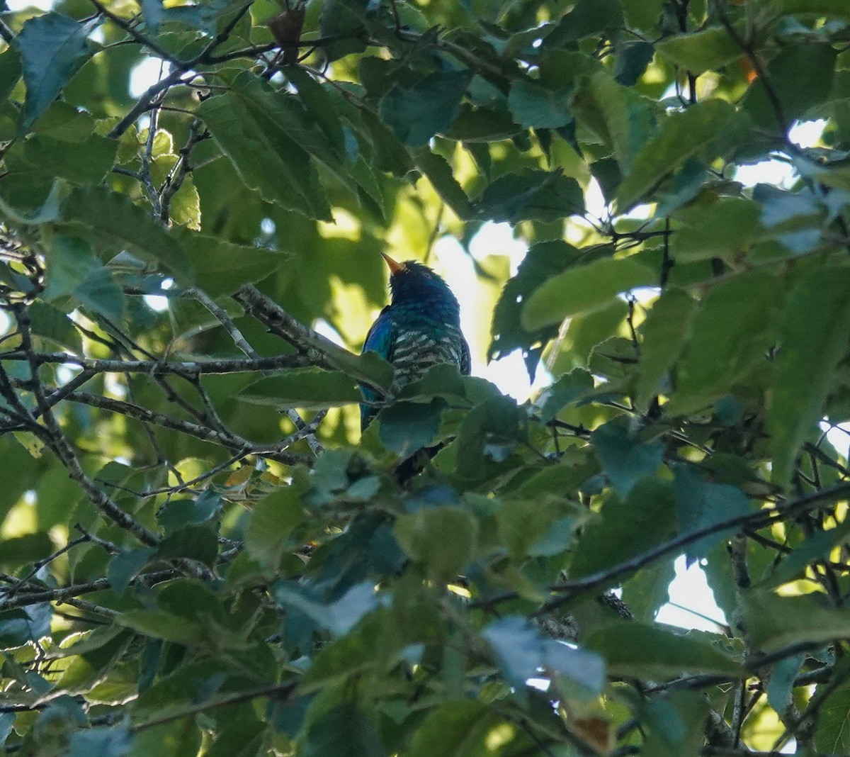 Asian Emerald Cuckoo - ML638969627