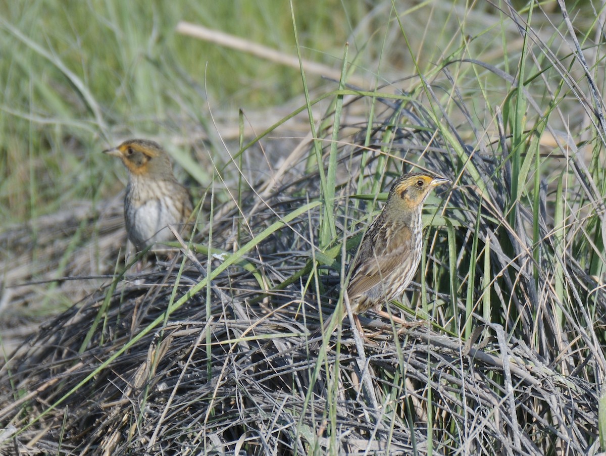 Saltmarsh Sparrow - ML638969634