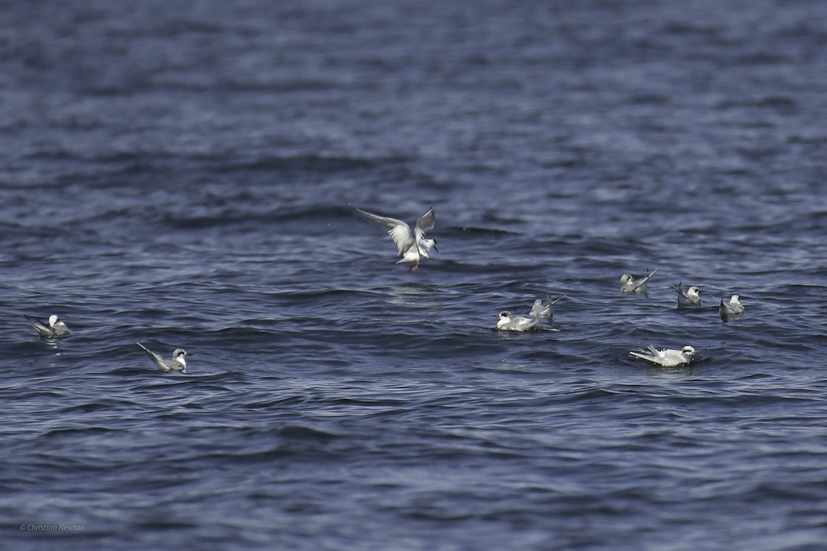 Forster's Tern - ML638969641