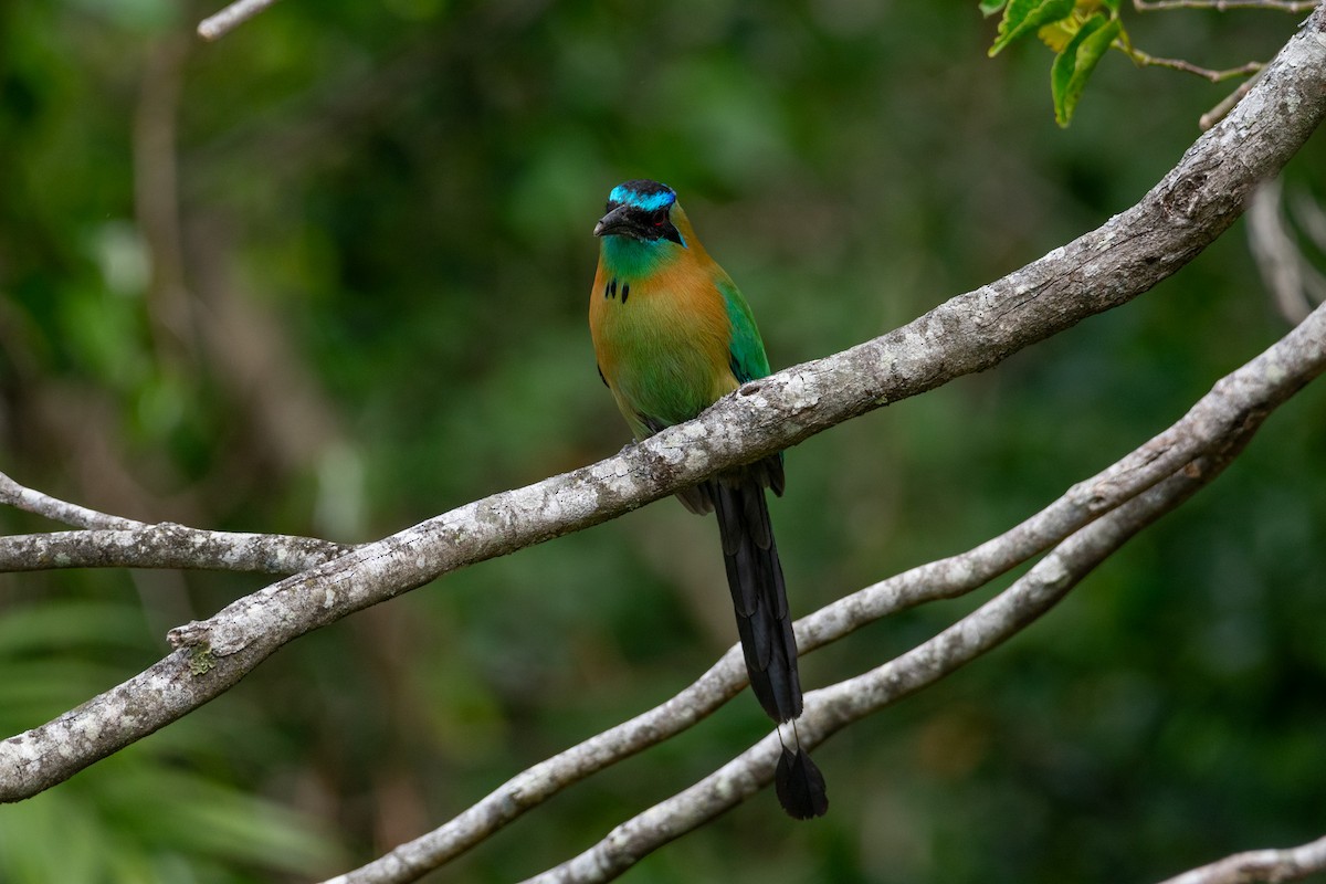 Lesson's Motmot - ML638969673