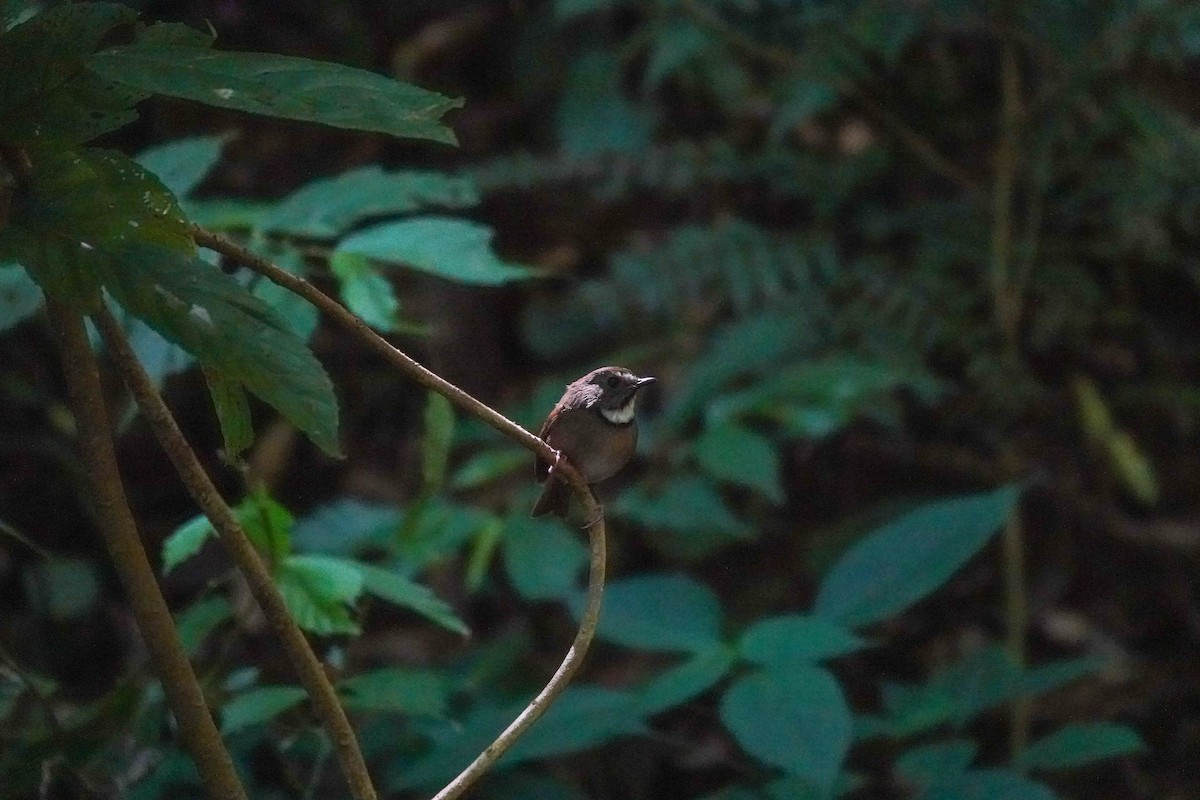 White-gorgeted Flycatcher - ML638969676