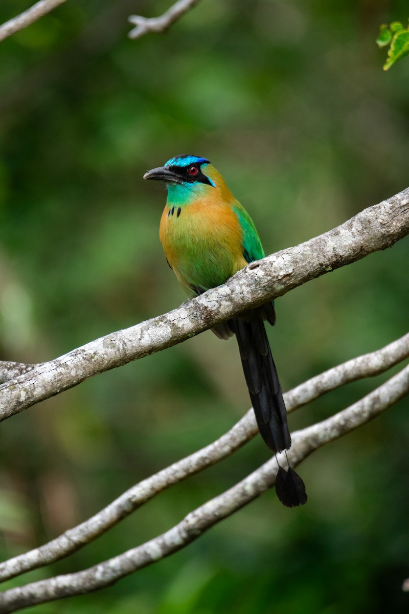 Lesson's Motmot - ML638969709