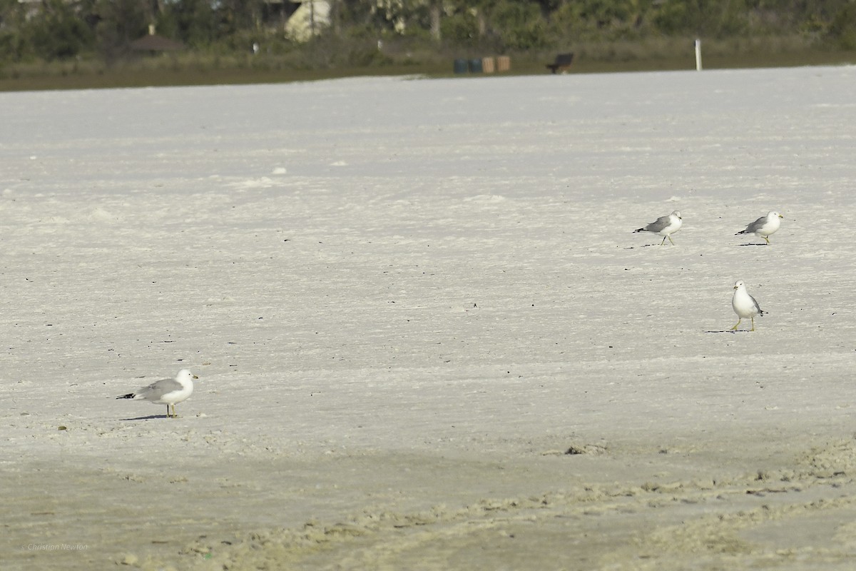 Ring-billed Gull - ML638969715