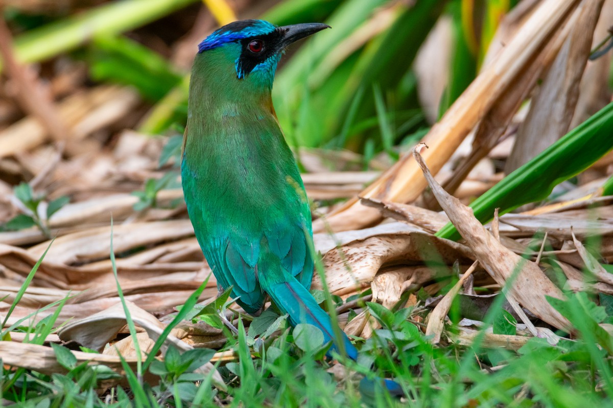 Lesson's Motmot - ML638969718