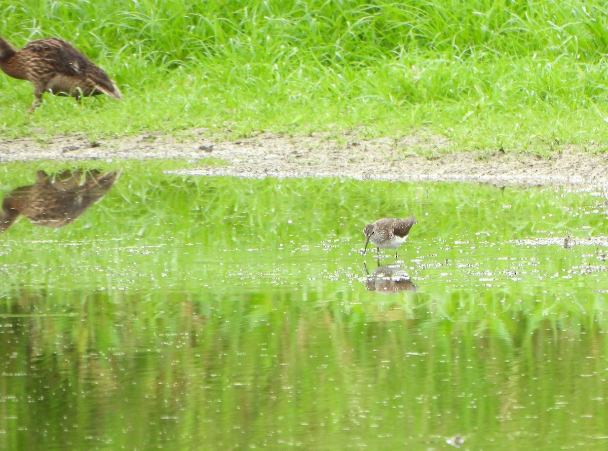 Solitary Sandpiper - ML638969752