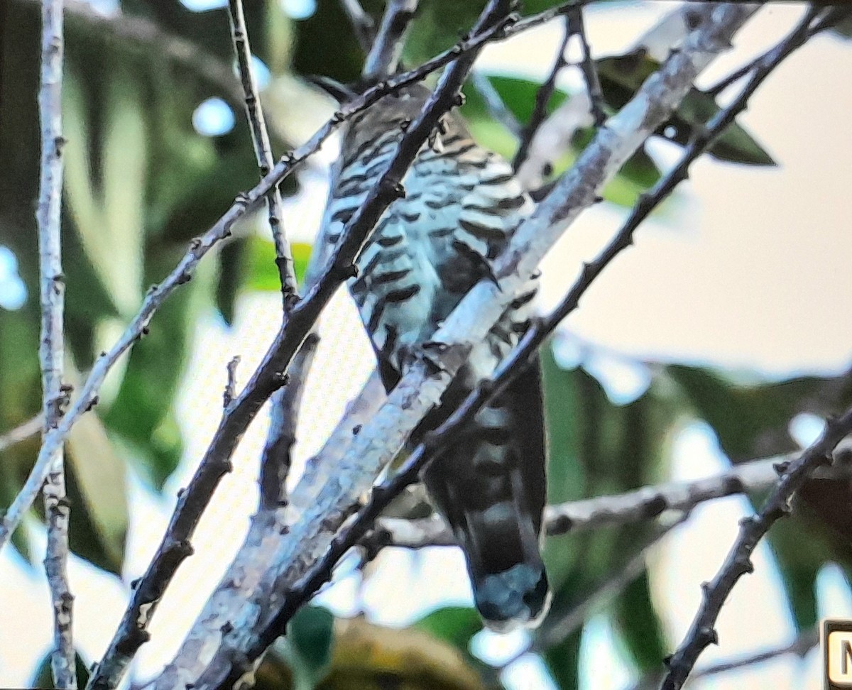 Rufous-throated Bronze-Cuckoo - ML638969757